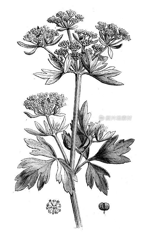 古植物学插图:洛奇(Levisticum officinale)